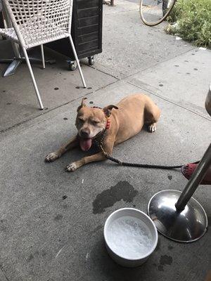 They let dogs on the patio