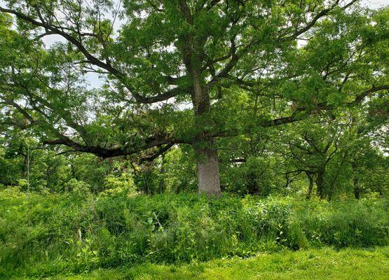 Beautiful oak near the pavillion.