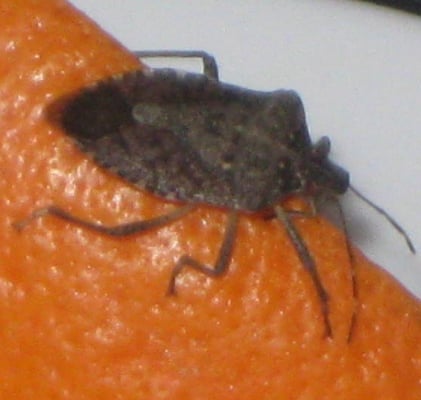 get rid of stink bugs Lancaster PA