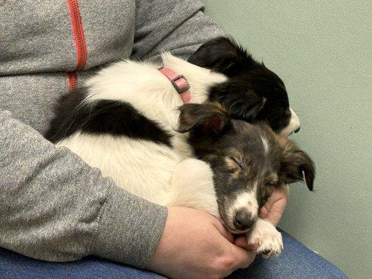 Puppies waiting for shots