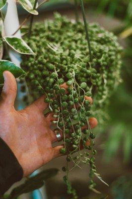 Beautiful string of pearls