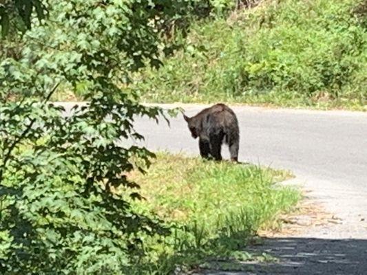 Bear leaving once I got into cabin