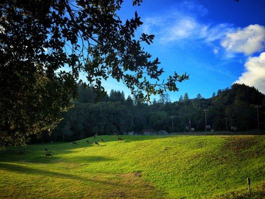 Deer on the rolling hills.