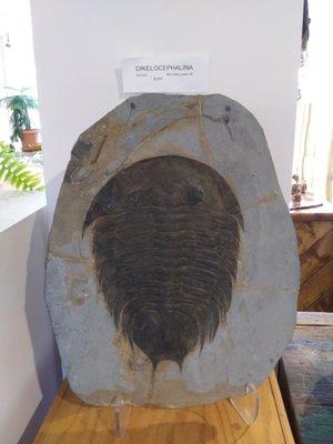 Trilobite fossil