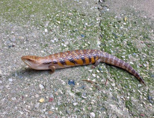 Charlie Manson. Adolescent male Northern blue tongue. 75% Sunrise x 25% Red genes