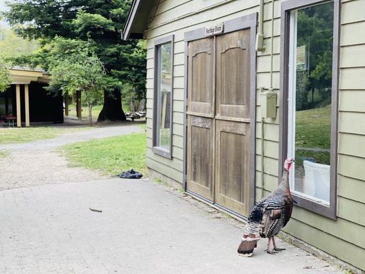 Bothin is home to Heartwood Waldorf public charter, Marin County Girl Scouts and even wild turkeys!