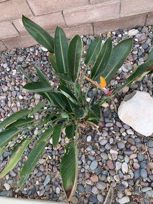 The Bird's of Paradise blooming beautiful eight months later after enduring freezing temperatures