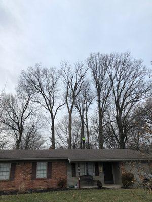 Pruning several big red oaks and a cottonwood