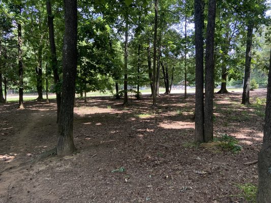 Wood Side of the Dog Park