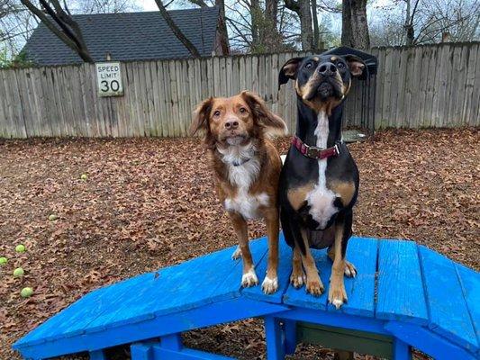 Olive and Poppy enjoying the fall weather.