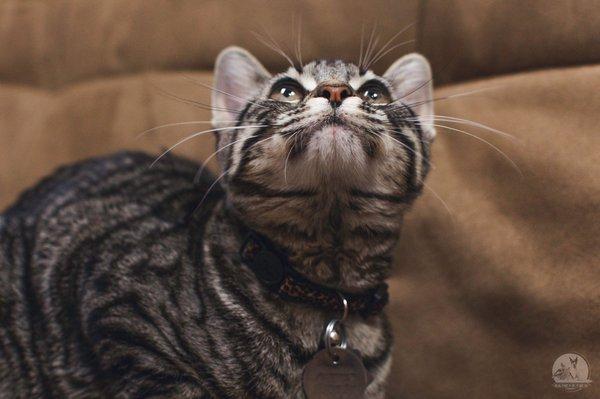 Tiger Cat at Animal Medical and Surgical Hospital