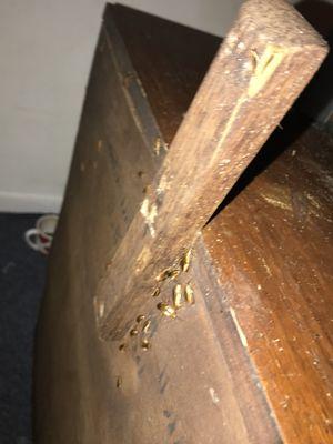 Nest of German Roaches located behind a dresser...We destroyed these menacing pests!