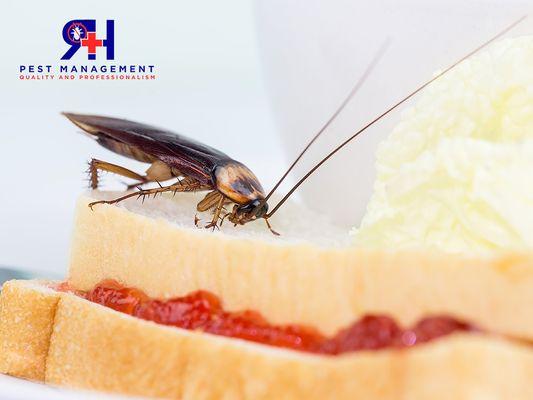 RH Pest Management