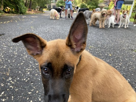 Group of dogs helping puppy socialize