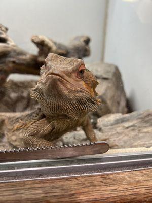 Bearded Dragons