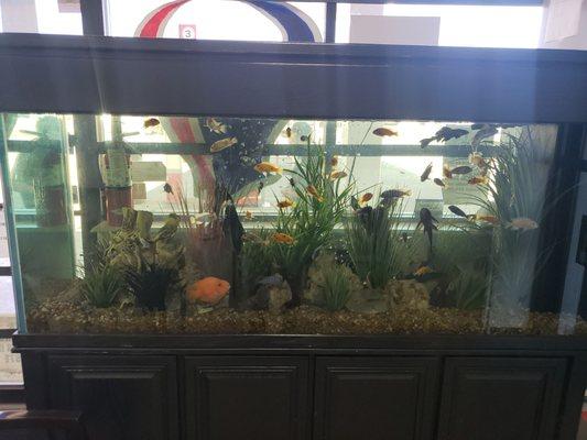 Lovely fish tank!