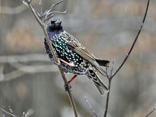 European Starling