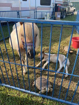 Johnson County Fair