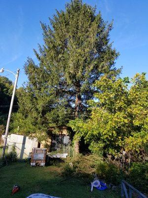 Pine we took down power lines and utility  lines all around it