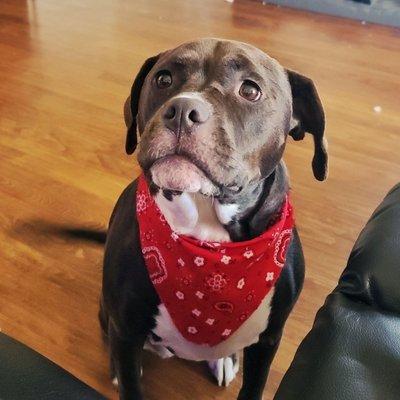 Rexington feeling amazing and looking amazing after her grooming! Even was given a free stylish bandana.