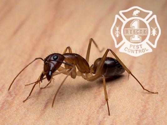 Rescue 1 Pest & Termite Control