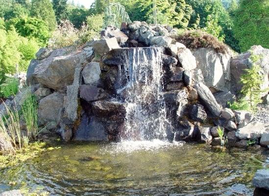 One of our display koi ponds