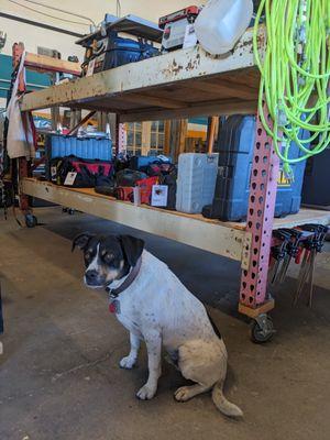 Rango, ready to help you find the tools you need.