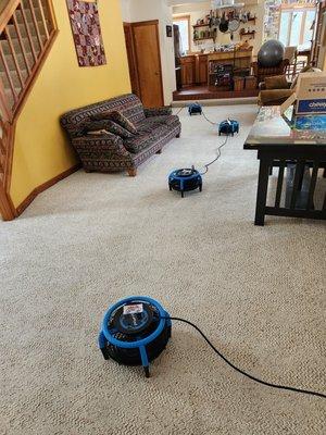 Rapid dry service can be added to carpet cleaning.