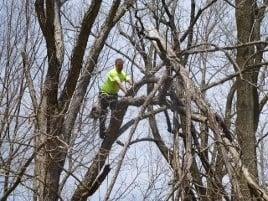 Tree Removal