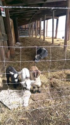 There are often baby animals like these goats