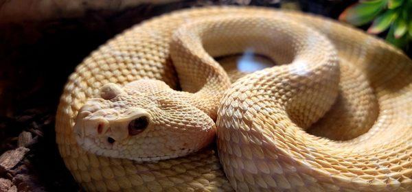 Albino rattler