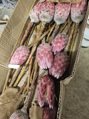 Pink Ice Protea for special order.