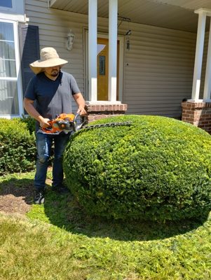 Trimming customers bushes.