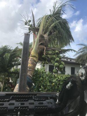 New coconut trees being installed