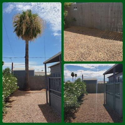 California Fan Palm - Objective - Remove And Stump Grind 6" Below Grade.