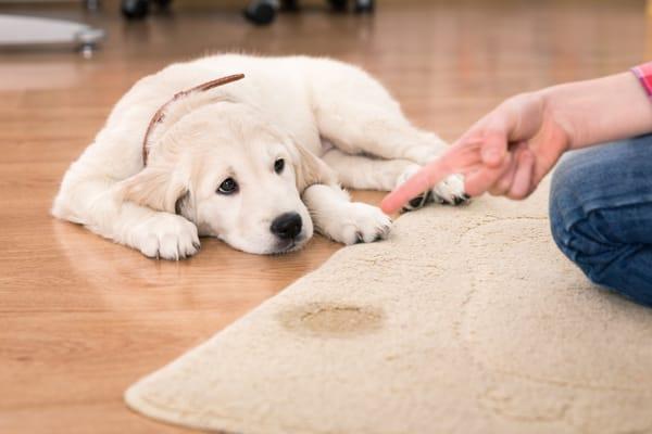 When your dog or cat decides your carpet is the best spot... we can take care of the spot