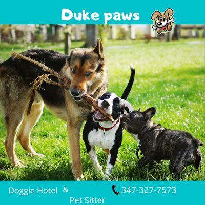 Duke paws