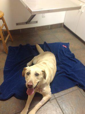 The Vet Tech put a blanket on the floor for me!