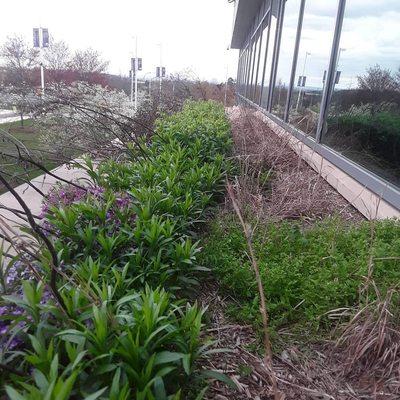 Green Roof