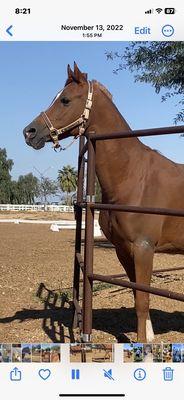 Halter salve for his shoulder