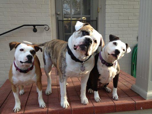 We love Dogs! Like these bully breeds, we are loyal to our clients and always fight for you!