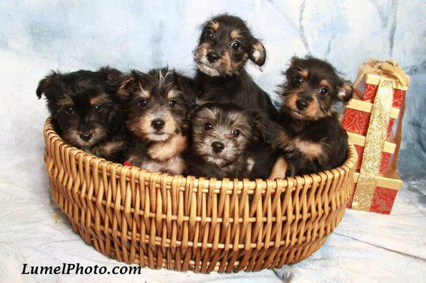 This is how it's started! Little of 5 pups, bottled feed from the day of birth, all found their forever loving homes!