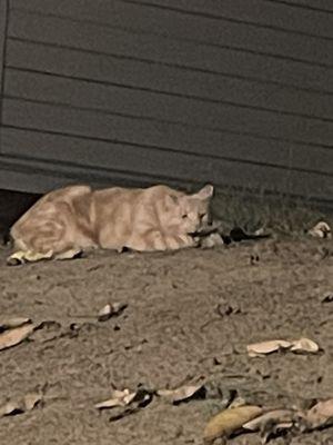 Watch out for this cat that was in front of Michael Jackson's Thriller House. It turns into a werewolf & starts howling at the moon LOL!