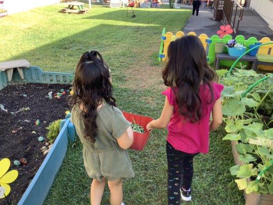 Children harvesting green beans from our school garden