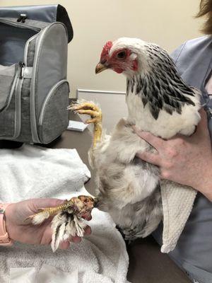 Chicken with hurt foot getting an exam.