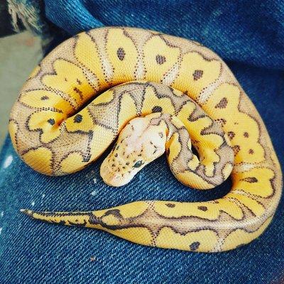 Killer clown ball python