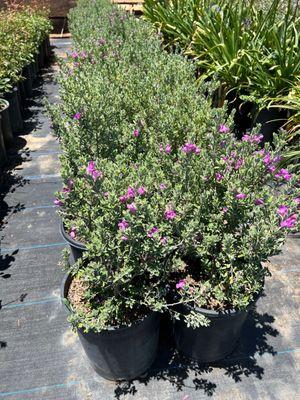 Lots of landscape size shrubs available.