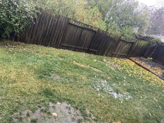 Backyard AFTER they installed drainage because they don't understand gravity and installed drains at high points, not low points.