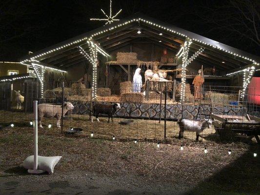 Nativity scene with live animals