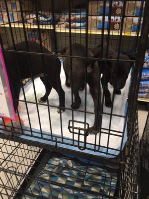 Adoptable puppies